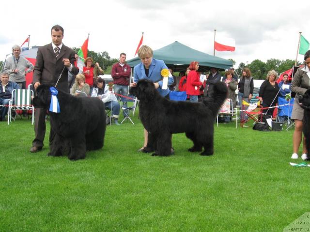 Фото: 2-3 место 
3- место Good As Gold Anmalamual Del Basabur