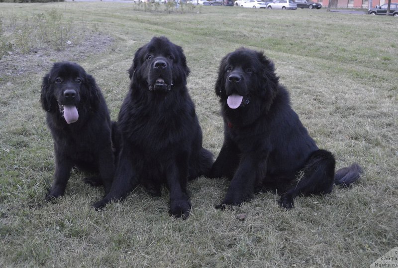 Фото: ньюфаундленд Смигар Урсбургская Красавица, ньюфаундленд Акватория Келвин Кадриль (Aquatoriya Kelvin Kadril), ньюфаундленд Смигар Уймари Урхо