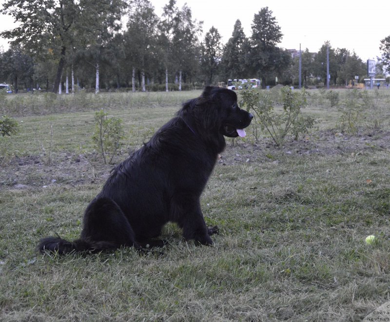 Фото: ньюфаундленд Смигар Урсбургская Красавица
