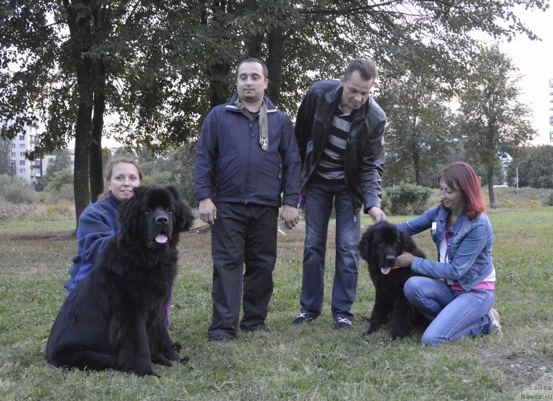 Фото: ньюфаундленд Смигар Уймари Урхо, ньюфаундленд Смигар Урсбургская Красавица