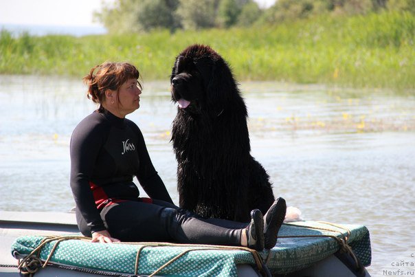 Фото: ньюфаундленд Риф из Племени Кедра, Евгения Антипина