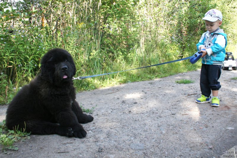 Фото: ньюфаундленд Черная Мафия Шаке анд Плау (Chernaya Mafia Shake and Play)
