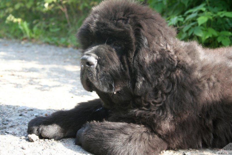 Фото: ньюфаундленд Черная Мафия Шаке анд Плау (Chernaya Mafia Shake and Play)