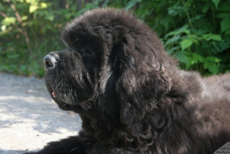 Фото: ньюфаундленд Черная Мафия Шаке анд Плау (Chernaya Mafia Shake and Play)