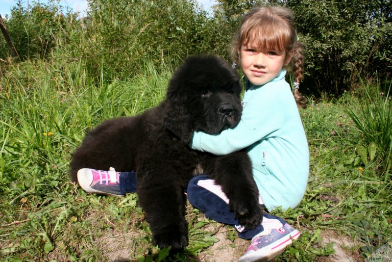 Фото: ньюфаундленд Черная Мафия Шаке анд Плау (Chernaya Mafia Shake and Play)