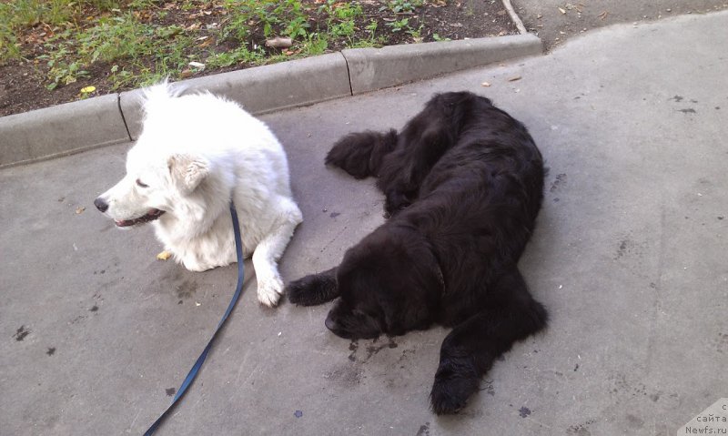 Фото: ньюфаундленд Сент Джонс Гвендолин Глориус Гарден