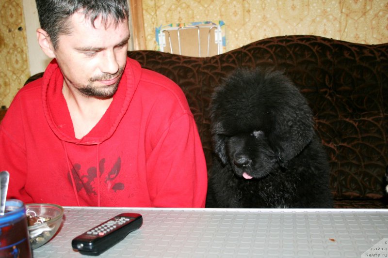 Фото: ньюфаундленд Черная Мафия Шенген Виза (Chernaya Mafia Shengen Visa)