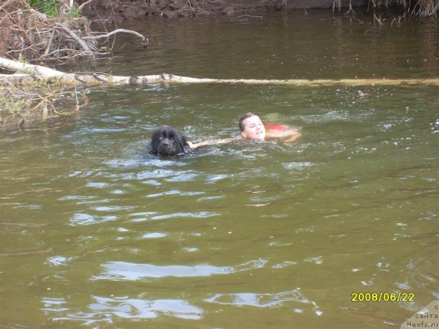 Фото: ньюфаундленд Пенелопа от Сибирского Медведя