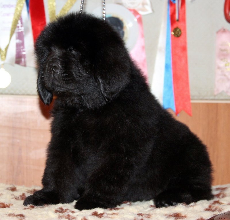 Фото: ньюфаундленд Хариетта Ембодимент оф а Греат Претендер (Harrieta Embodiment of a Great Pretender)