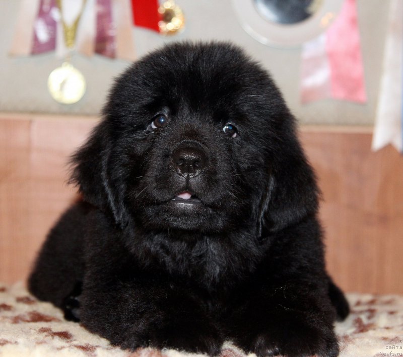 Фото: ньюфаундленд Хариетта Ембодимент оф а Греат Претендер (Harrieta Embodiment of a Great Pretender)