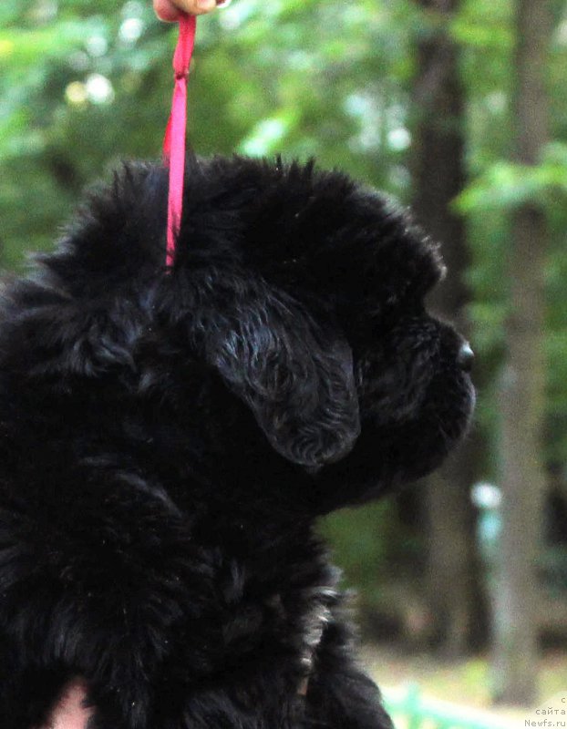 Фото: ньюфаундленд Хенриетта Аватар Анниес Лане (Henrietta Avatar Annies Lane)