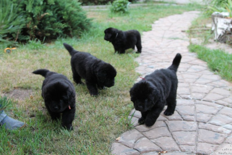 Фото: ньюфаундленд Хариетта Ембодимент оф а Греат Претендер (Harrieta Embodiment of a Great Pretender), ньюфаундленд Хенриетта Аватар Анниес Лане (Henrietta Avatar Annies Lane), ньюфаундленд Хилда Фулфилмент оф Дреамс Блак Легенд (Hilda Fulfillment of Dreams Black Legend), ньюфаундленд Хиллари Инкарнатион оф а Топ Секрет (Hillary Incarnation of a Top Secret)