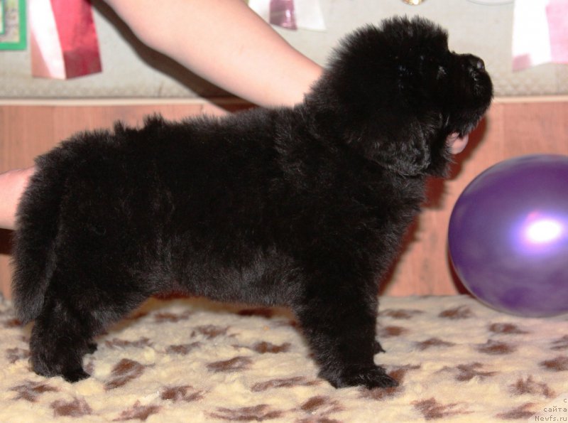 Фото: ньюфаундленд Хиллари Инкарнатион оф а Топ Секрет (Hillary Incarnation of a Top Secret)