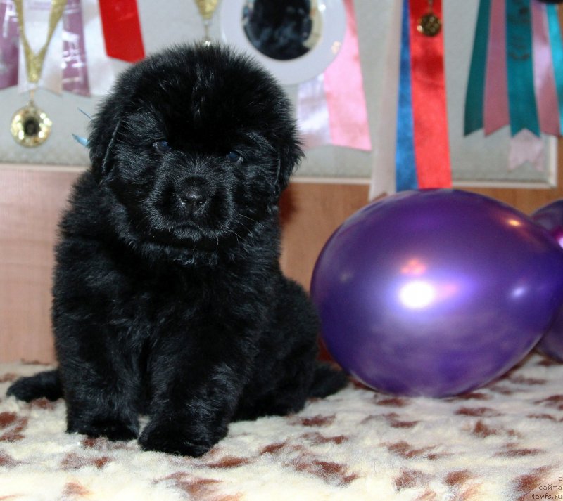 Фото: ньюфаундленд Хиллари Инкарнатион оф а Топ Секрет (Hillary Incarnation of a Top Secret)