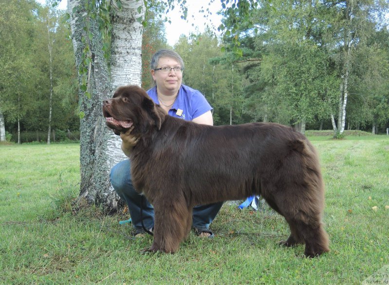 Фото: ньюфаундленд Акватория Келвин Хизер Хани (Aquatoriya Kelvin Heather Honey), Екатерина Бенкен