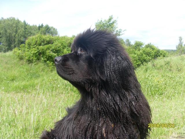 Фото: ньюфаундленд Пенелопа от Сибирского Медведя