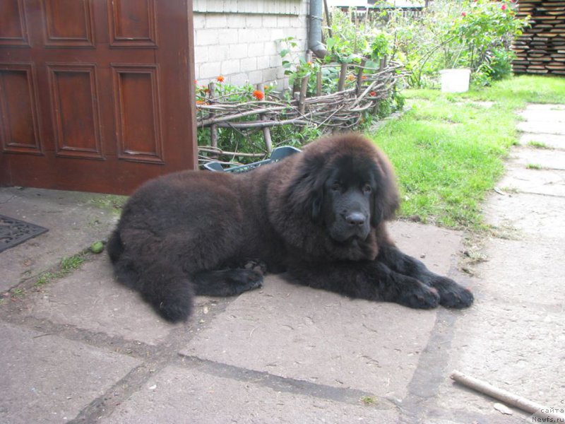 Фотография № 161591