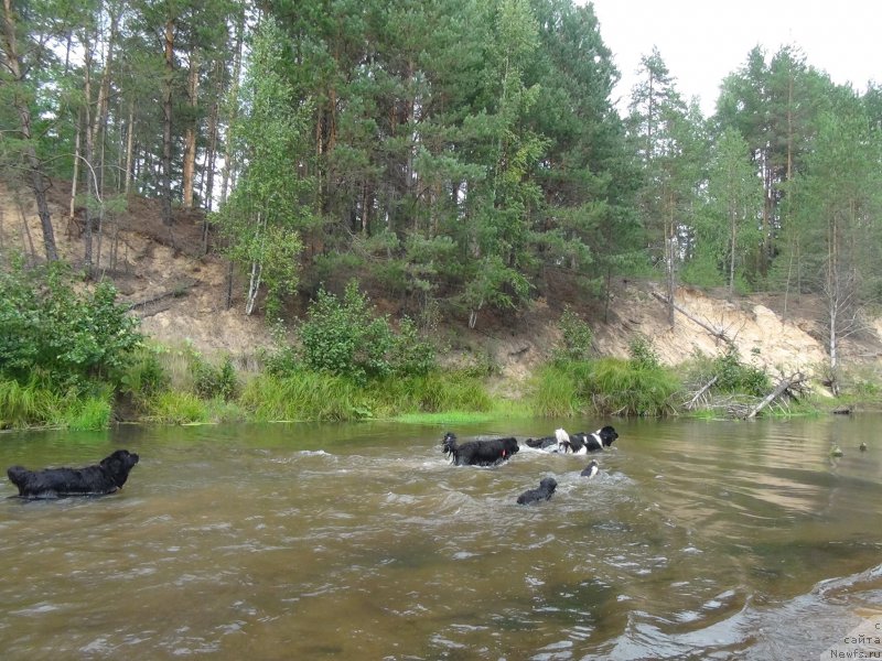 Фото: ньюфаундленд Акин Соул София, ньюфаундленд Черный Шарм Веллингтон, ньюфаундленд Барышня