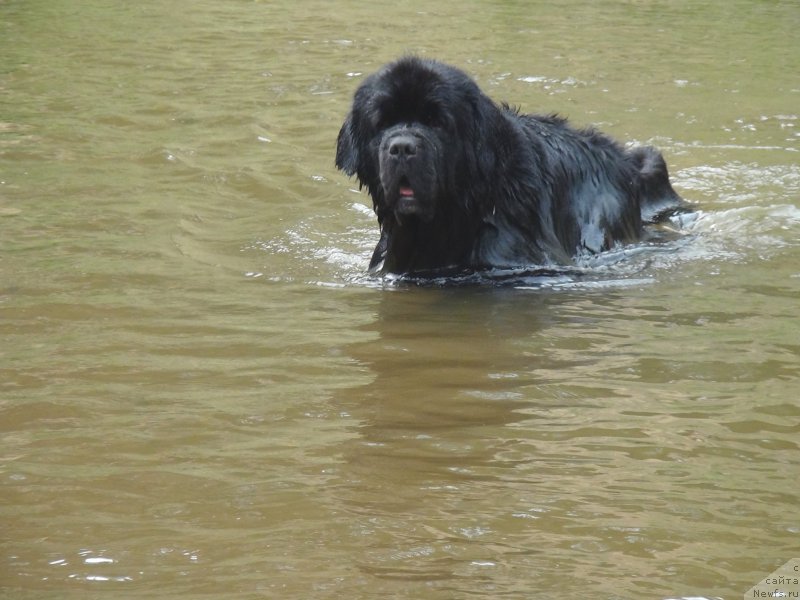 Фото: ньюфаундленд Рестайлинг Фром Шипмэн