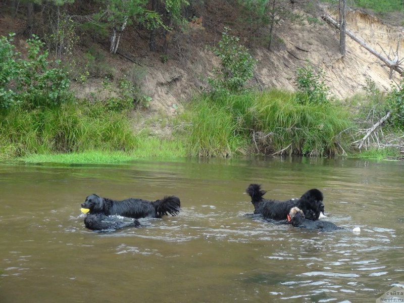 Фото: ньюфаундленд Акин Соул София, ньюфаундленд Бонни Флайт, ньюфаундленд Барышня