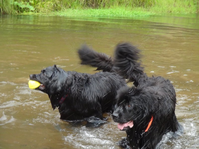Фото: ньюфаундленд Бонни Флайт, ньюфаундленд Барышня