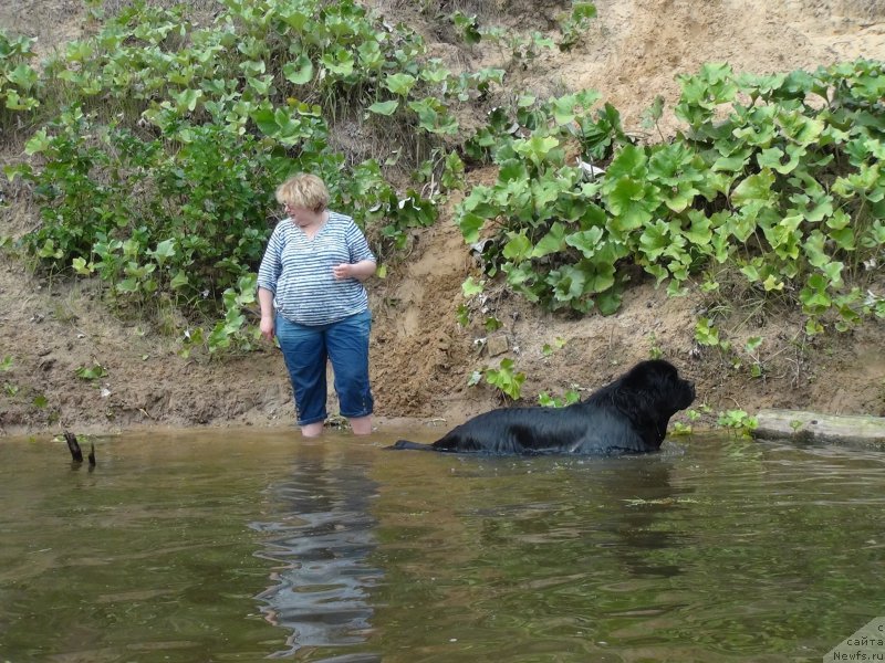 Фото: ньюфаундленд Рестайлинг Фром Шипмэн, Елена Шигаль