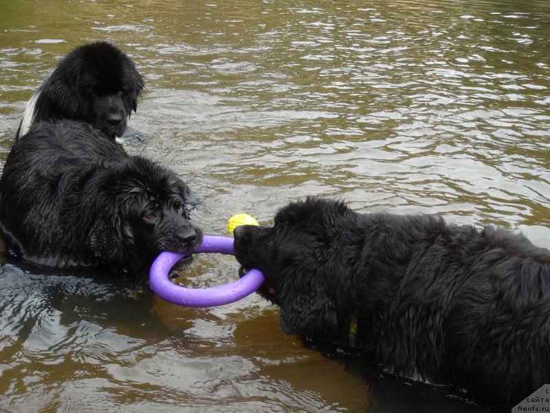 Фото: ньюфаундленд Акин Соул София, ньюфаундленд Бонни Флайт