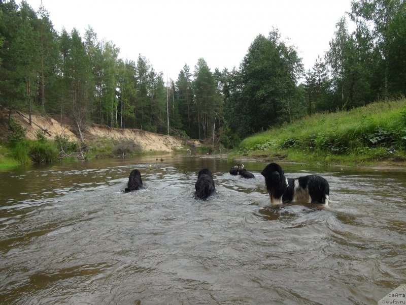 Фото: ньюфаундленд Акин Соул София, ньюфаундленд Бонни Флайт, ньюфаундленд Черный Шарм Веллингтон