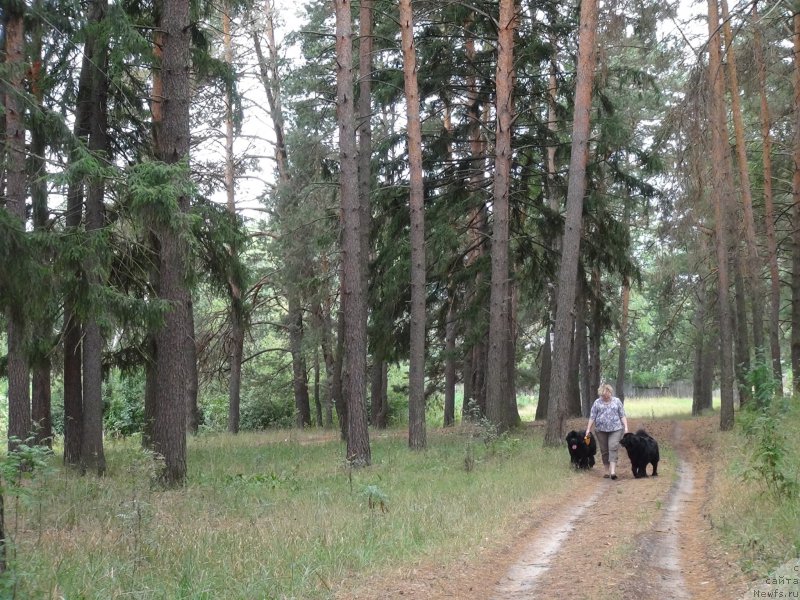 Фото: ньюфаундленд Бонни Флайт, ньюфаундленд Рестайлинг Фром Шипмэн, Елена Шигаль