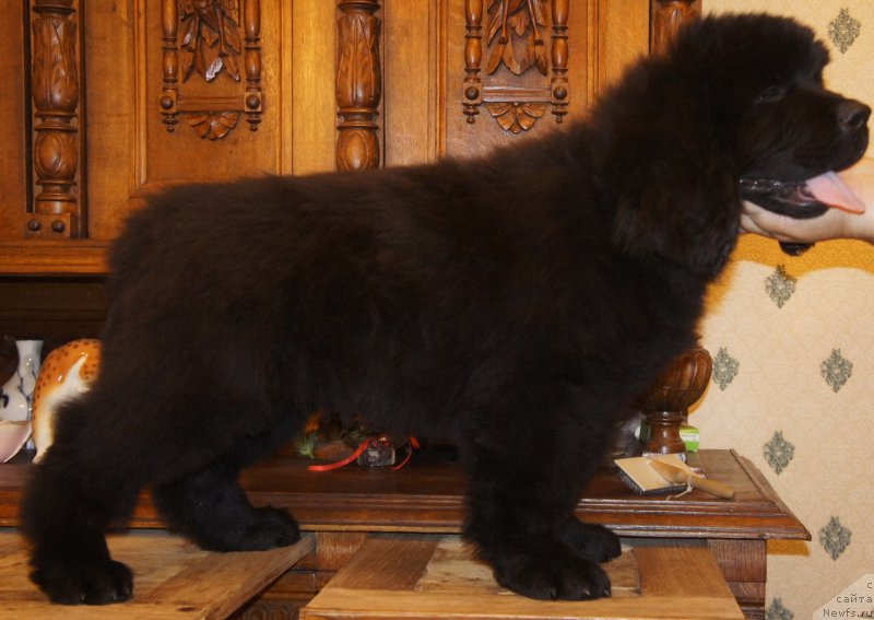 Фотография № 161601