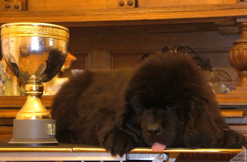 Фотография № 161606