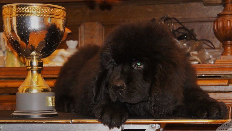 Фотография № 161607