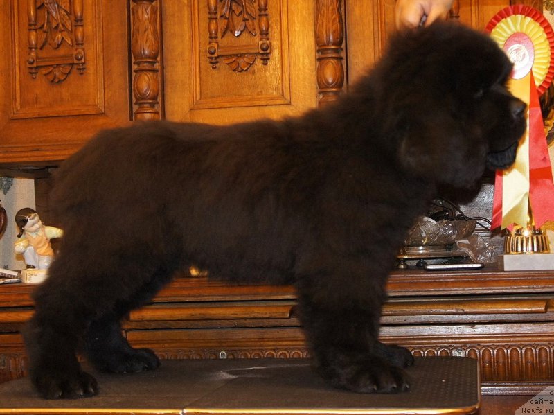 Фотография № 161608