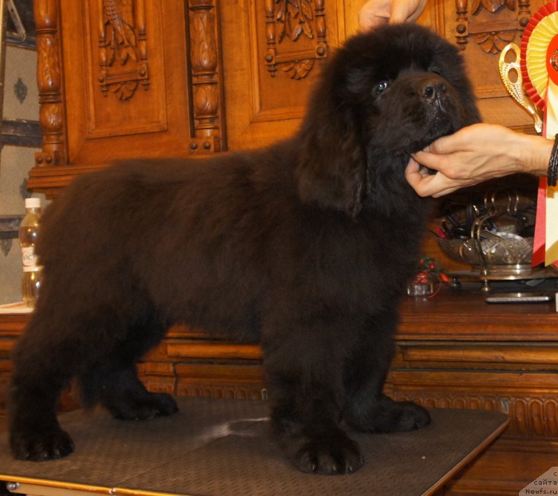 Фотография № 161609