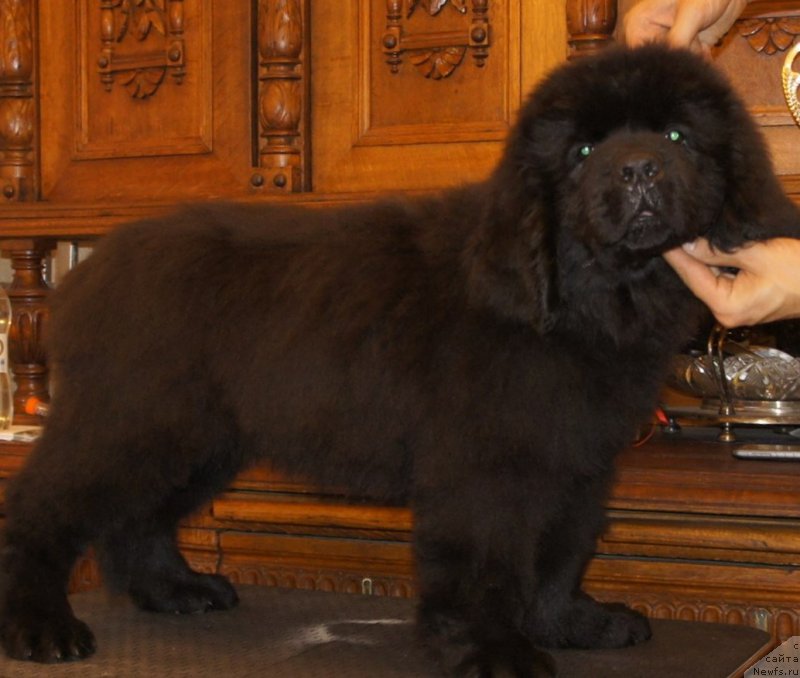 Фотография № 161610