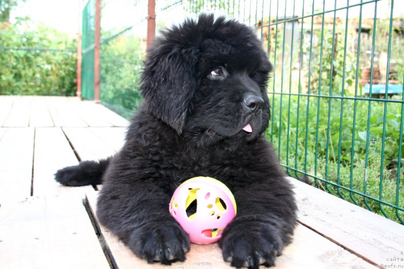 Фото: ньюфаундленд Черная Мафия Шенген Виза (Chernaya Mafia Shengen Visa)