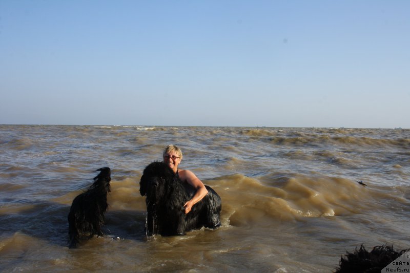 Фото: ньюфаундленд Бегущая по Волнам Зеро Коол, Елена Кузьмина