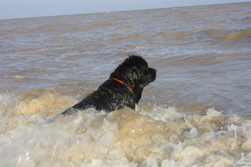 Фото: ньюфаундленд Глория Гранд Блек