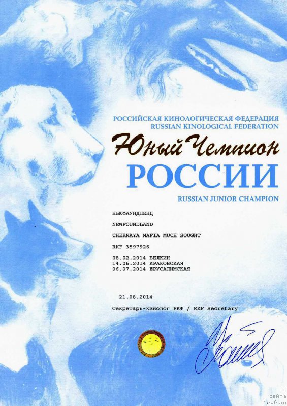 Фото: ньюфаундленд Черная Мафия Муч Соугхт (Chernaya Mafia Much Sought)