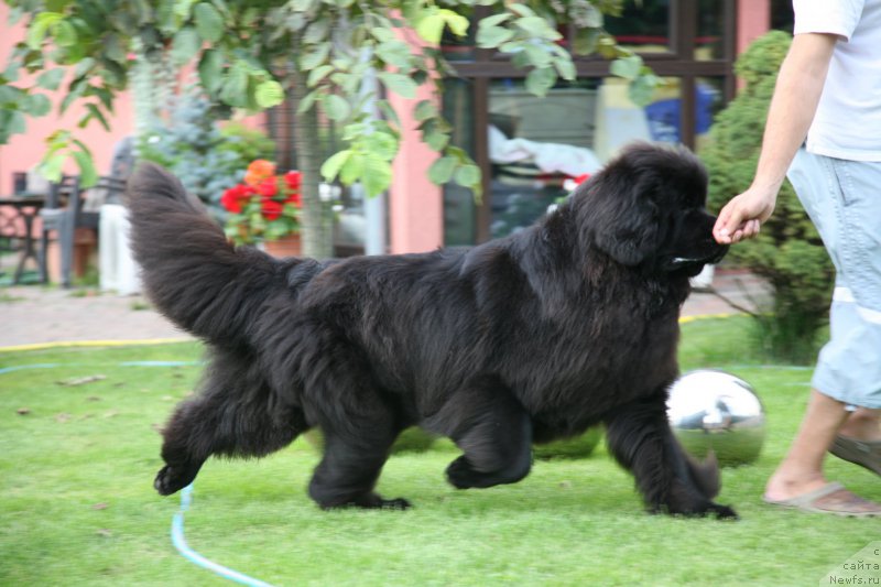 Фото: ньюфаундленд Сент Джонс Хендсел фо Ми (Sent Djons Handsel for Me)