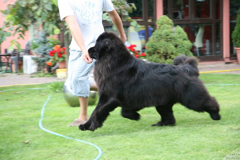 Фото: ньюфаундленд Сент Джонс Хендсел фо Ми (Sent Djons Handsel for Me)