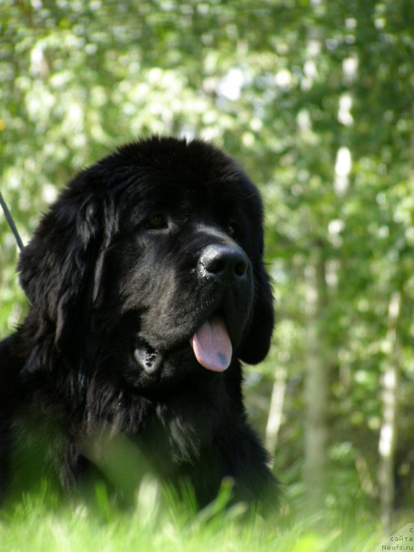 Фото: ньюфаундленд Черная Мафия Маубе Ше Вилл (Chernaya Mafia Maybe She Will)