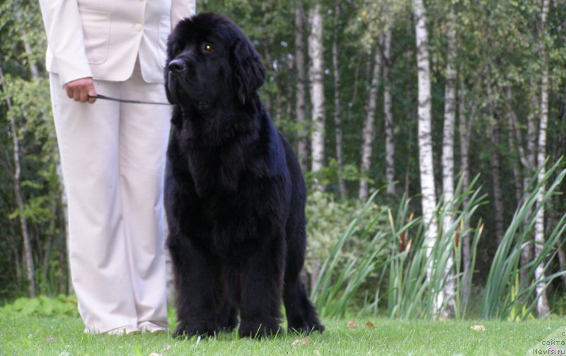 Фото: ньюфаундленд Черная Мафия Маубе Ше Вилл (Chernaya Mafia Maybe She Will)
