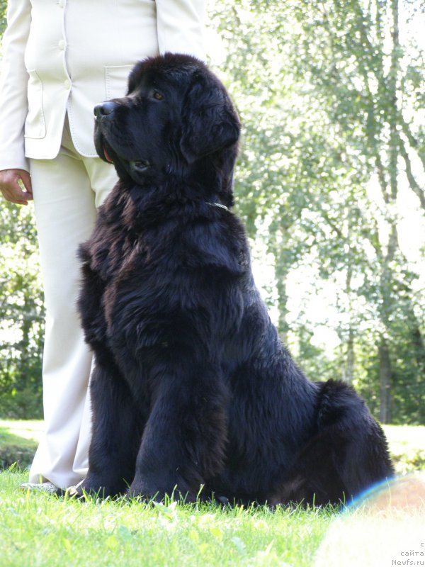 Фото: ньюфаундленд Черная Мафия Маубе Ше Вилл (Chernaya Mafia Maybe She Will)