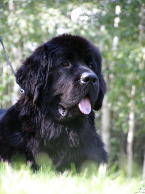 Фотография № 161658