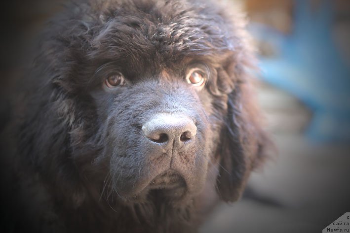 Фото: ньюфаундленд Янита с Берега Дона (Yanita s Berega Dona)
