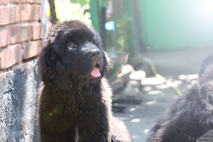 Фото: ньюфаундленд Яная с Берега Дона (Yanaya s Berega Dona)