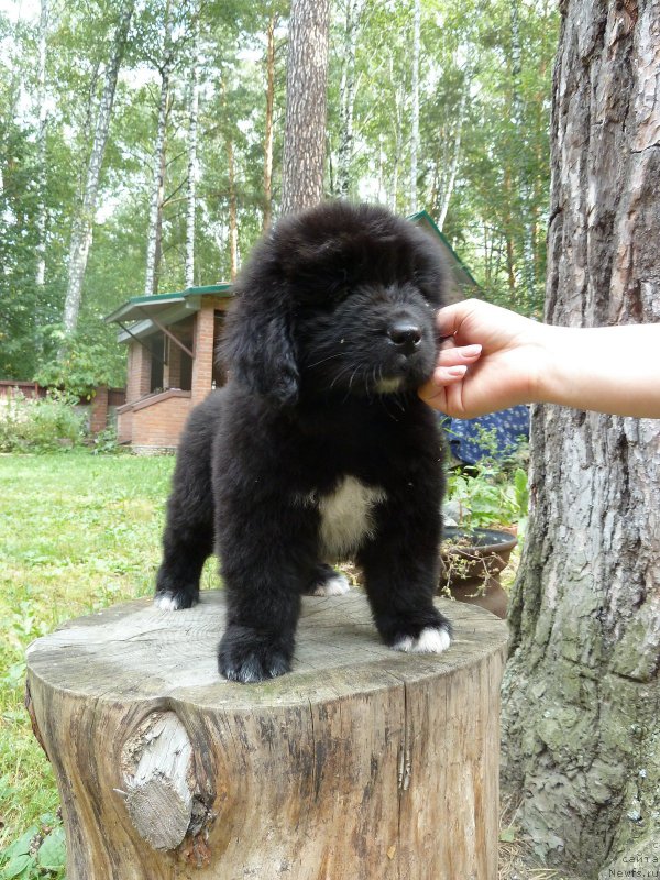 Фото: ньюфаундленд Супер Премиум Регата