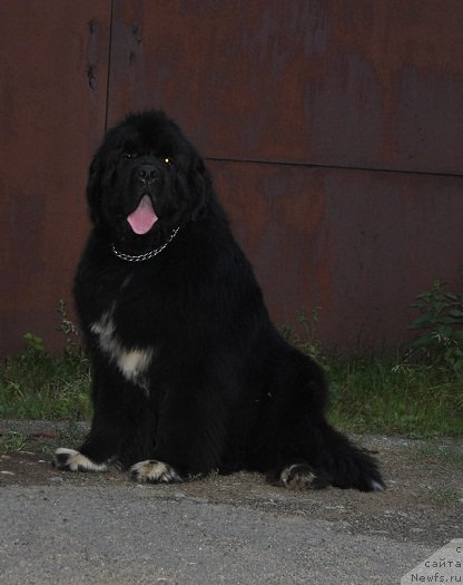 Фото: ньюфаундленд Promise To Love Midnight Bear