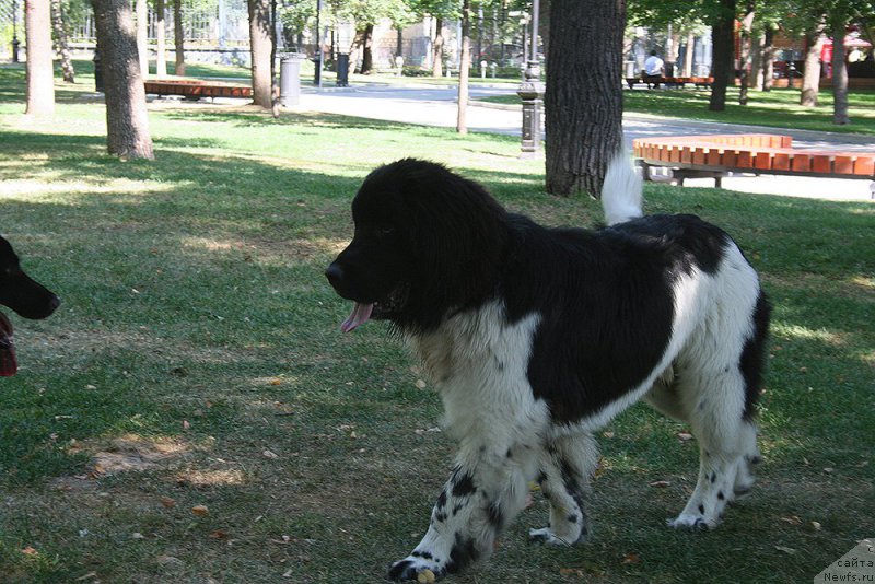 Фото: ньюфаундленд Сент Джонс Инспирэйшн